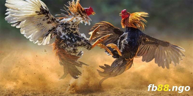 Caxeng tự hào sở hữu một loạt các trò chơi hấp dẫn nhất - Caxeng