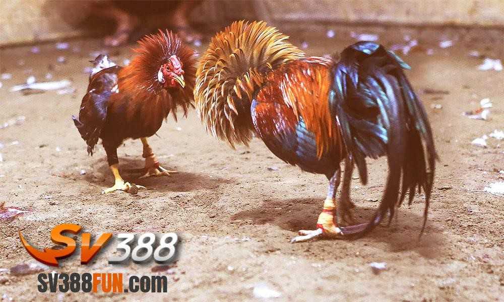 Vui lòng xác minh độ tin cậy của trang web game Link 88Go - 88Go
